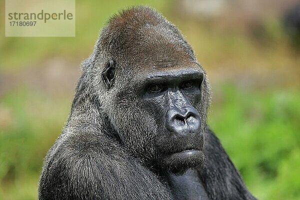 Westlicher Gorilla (Gorilla gorilla)  adult  männlich  Portrait  captive