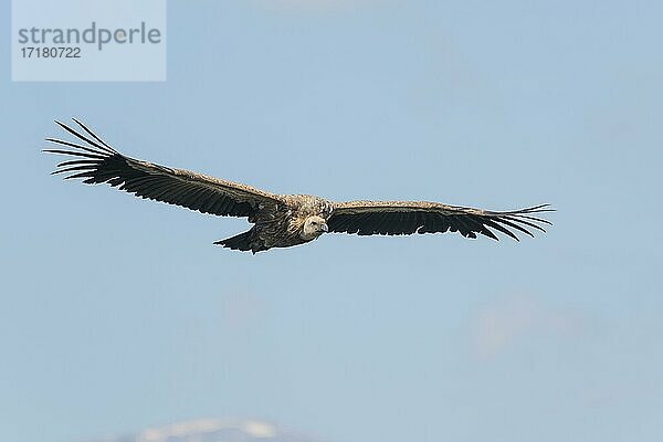 Gänsegeier (Gyps fulvus)  im Flug  Kreta  Griechenland  Europa