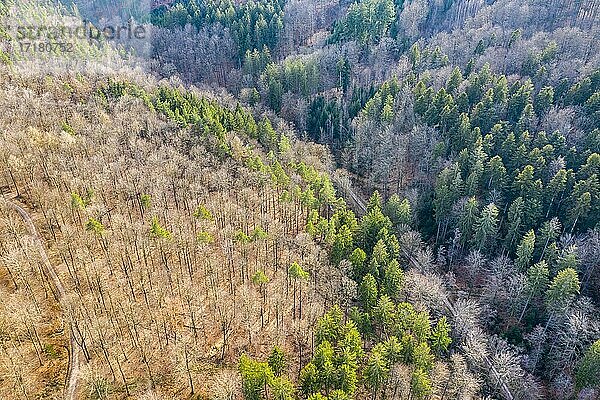 Drohnenaufnahme  Schwäbischer Wald  Mischwald  Baden-Württemberg  Deutschland  Europa