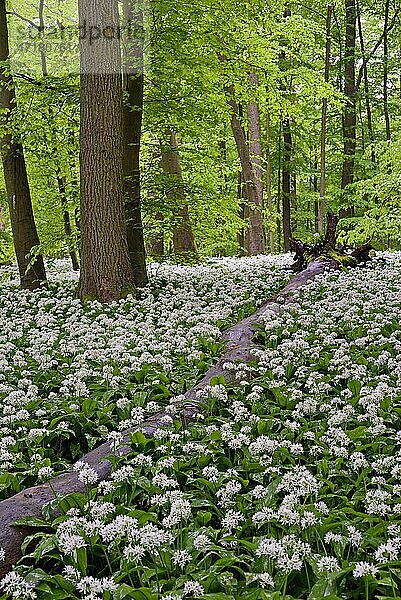 Laubwald mit blühendem Bärlauch (Allium ursinum)  Nordrhein-Westfalen  Deutschland  Europa
