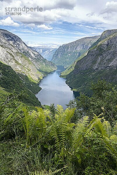 Berge und Fjord  Nærøyfjord  Aurland  Norwegen  Europa