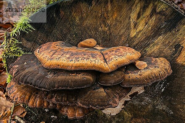 Schwarzgebänderter Harzporling (Ischnoderma resinosum)  Baumpilz  Baumstamm  Pilz  Mecklenburg-Vorpommern  Deutschland  Europa