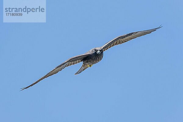 Eleonorenfalke (Falco eleonorae)  im Flug  Kreta  Griechenland  Europa