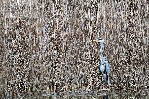 Ein Graureiher (Ardea cinerea) am Schilfrand  Nordrhein-Westfalen  Deutschland  Europa