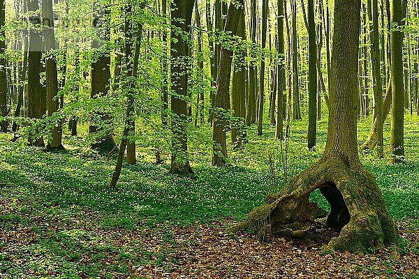 Sonniger unberührter natürlicher Buchenwald im Frühling mit Stelzenbaum  frisches grünes Laub  Buschwindröschen blühen  UNESCO-Weltnaturerbe Buchenurwälder in den Karpaten und alte Buchenwälder in Deutschland?  Nationalpark Hainich  Thüring