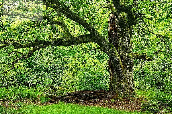 Riesige alte Eiche  mit Moos bedeckt  Naturdenkmal  Reinhardswald  Hessen  Deutschland  Europa
