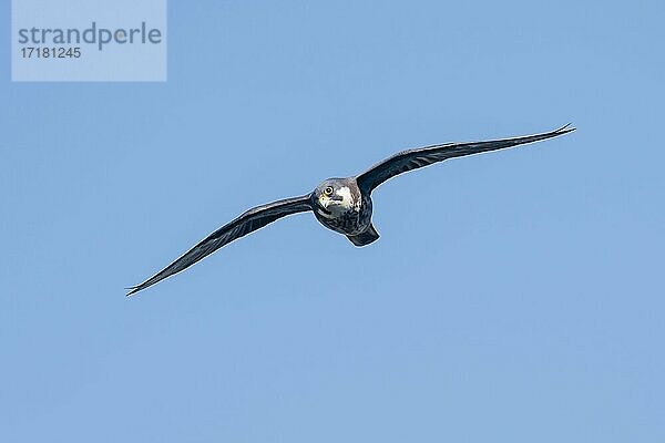 Eleonorenfalke (Falco eleonorae)  im Flug  Kreta  Griechenland  Europa