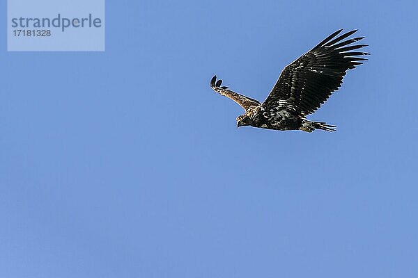 Seeadler (Haliaeetus albicilla) im Flug  Lofoten  Norwegen  Europa