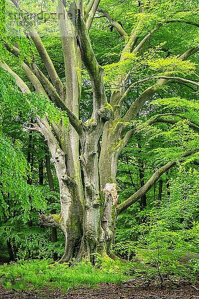 Riesige verwachsene Buche (Fagus sylvatica) in einem ehemaligen Hutewald im Frühling  frisches Grün  Reinhardswald  Urwald Sababurg  Hessen  Deutschland  Europa