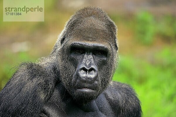 Westlicher Gorilla (Gorilla gorilla)  adult  männlich  Portrait  captive