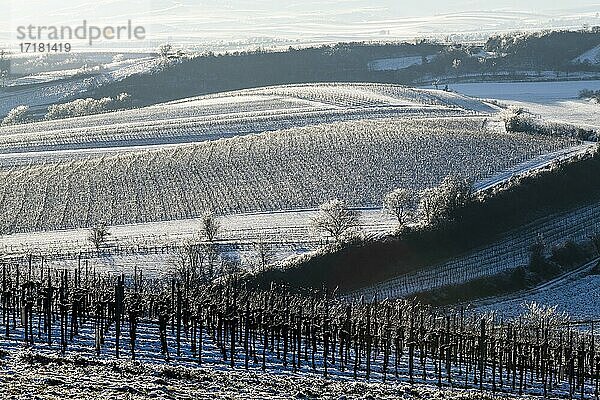 Morgenstimmung im Winter  Weinviertel bei Hadres  Weingärten  Niederösterreich  Österreich  Europa