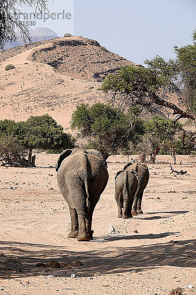 Afrika  Namibia  Damaraland  Wüstenelefant
