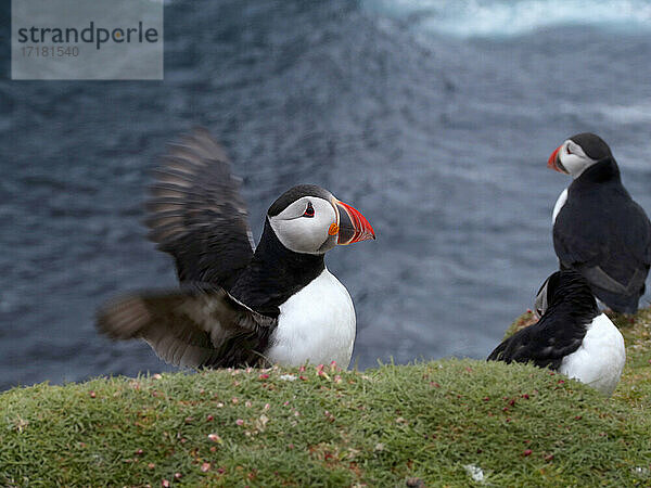 UK  Vereinigtes  Königreich  GB  Großbritannien  Schottland  Shetlandinseln  Papageientaucher auf Fair Isle