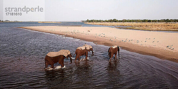 Afrika  Sambia  Elefanten Flussüberquerung