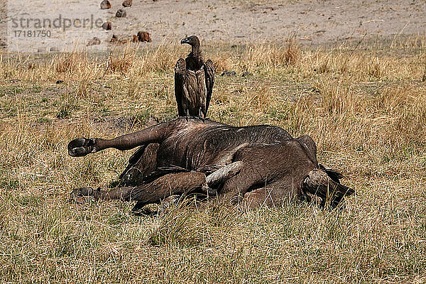 Afrika  Botswana  Geier auf Büffelkadaver