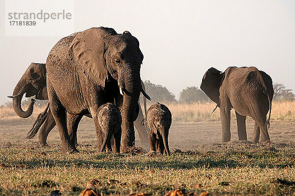 Afrika  Botswana  Beby Elefanten und Matriarchin