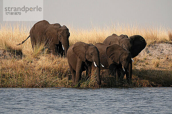 Afrika  Botswana  Vier Elefanten am Chobe