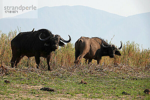 Afrika  Sambia  Büffel
