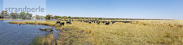 Afrika  Botswana  Büffel entlang des Chobe-Flusses