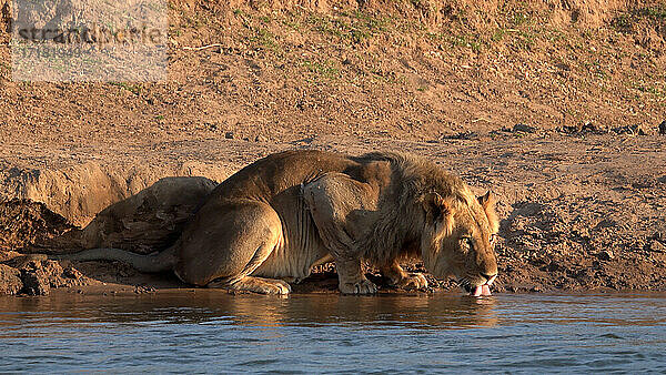 Afrika  Sambia  Trinkender Löwe auf dem Sambesi
