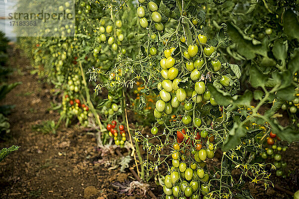 Hochformatige Nahaufnahme von grünen und reifen Tomaten am Rebstock.