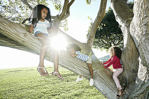 Junges gemischtrassiges Mädchen mit ihrer jüngeren Schwester und ihrem Bruder  die auf einen Baum klettern