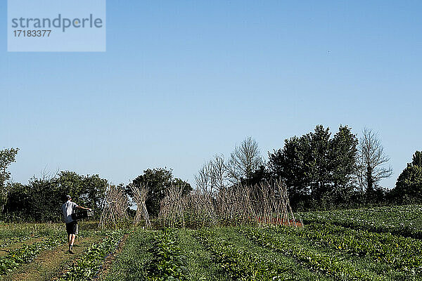 Mann geht entlang Gemüsefeld auf einem Bauernhof.