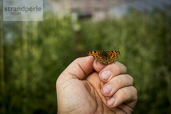 Nahaufnahme eines Comma-Schmetterlings auf einer menschlichen Hand.