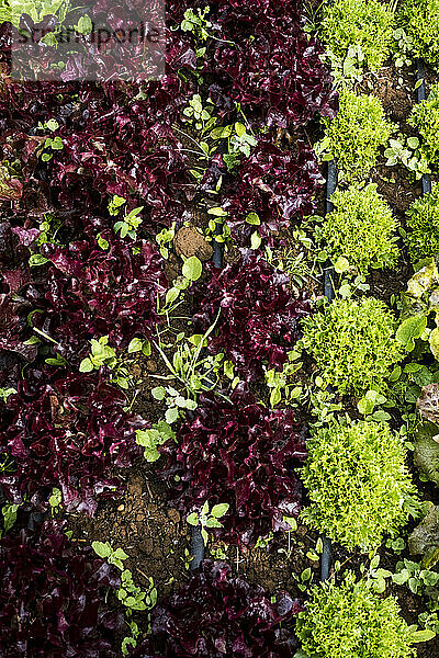 Hochwinkel-Nahaufnahme einer Auswahl von Salatblättern  die auf einem Feld wachsen.