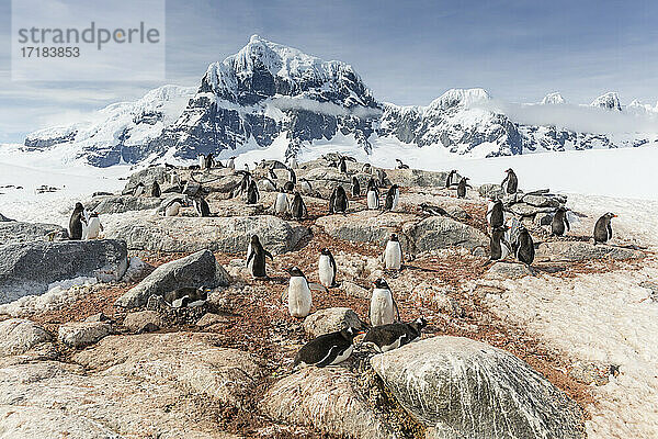 Eselspinguine (Pygoscelis papua)  Brutkolonie auf Weincke Island  Naumeyer-Kanal  Antarktis  Polarregionen