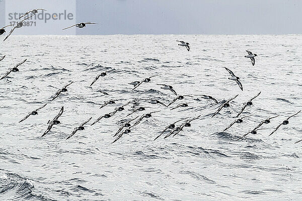 Kapsturmvögel (Daption capense)  im Flug in der Drake-Passage  Antarktis  Polarregionen