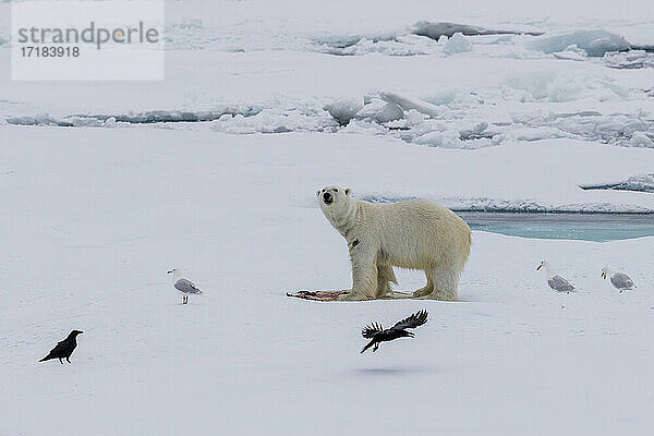 Eisbär (Ursus maritimus)  auf einer Robbenbeute  Ellesmere Island  Nunavut  Kanada  Nordamerika