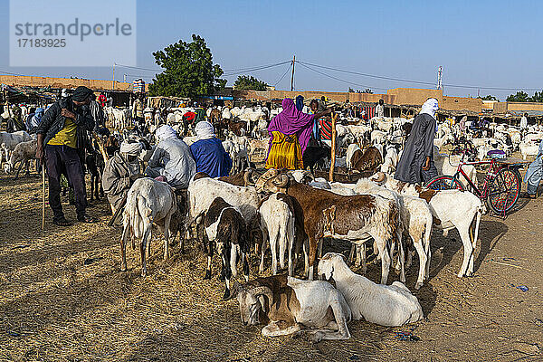 Tiermarkt  Agadez  Niger  Afrika