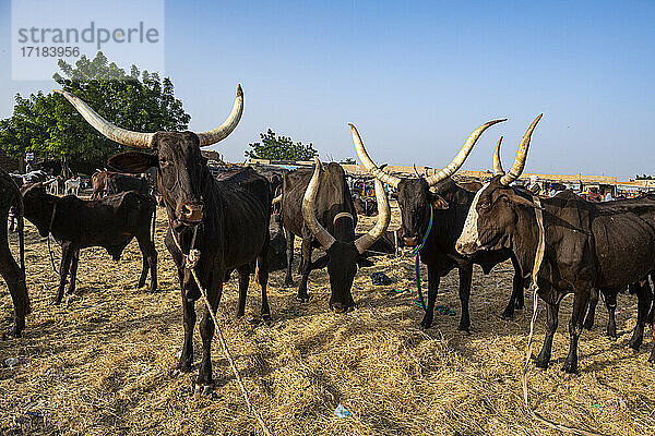 Kühe mit riesigen Hörnern  Tiermarkt  Agadez  Niger  Afrika