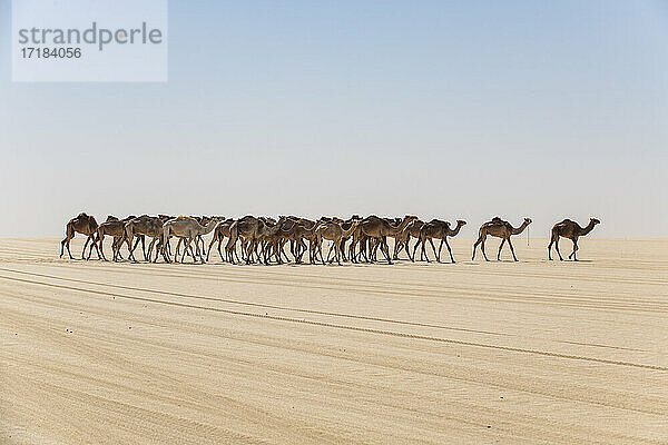 Kamelkarawane auf dem Djado-Plateau  Sahara  Niger  Afrika