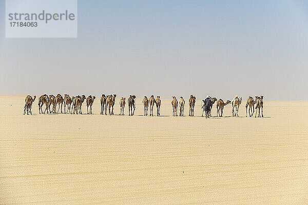 Kamelkarawane auf dem Djado-Plateau  Sahara  Niger  Afrika