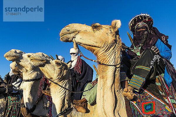 Traditionell gekleidete Tuaregs auf ihren Kamelen  Oase von Timia  Air Mountains  Niger  Afrika