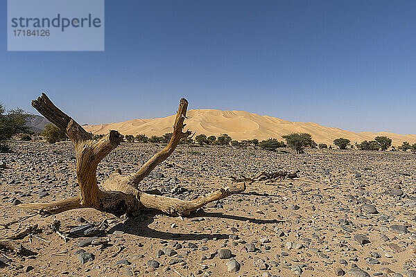 Krabbenklaue Arakao-Sanddüne  Tenere-Wüste  Sahara  Niger  Afrika