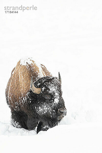 Vertikaler amerikanischer Bison (Bison bison)  bedeckt mit Schnee  Montana  Vereinigte Staaten von Amerika  Nordamerika