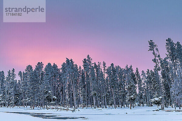 Morgenlicht über schneebedeckten Bäumen  Yellowstone National Park  UNESCO Weltkulturerbe  Wyoming  Vereinigte Staaten von Amerika  Nordamerika