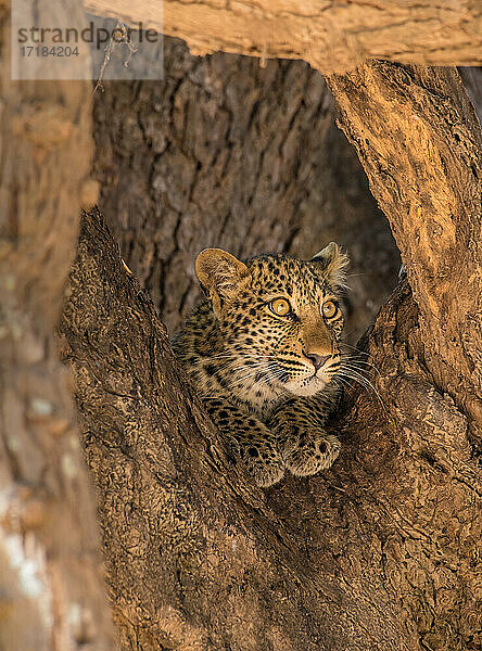 Junger Leopard (Panthera pardus)  eingerahmt von Ästen  South Luangwa National Park  Sambia  Afrika