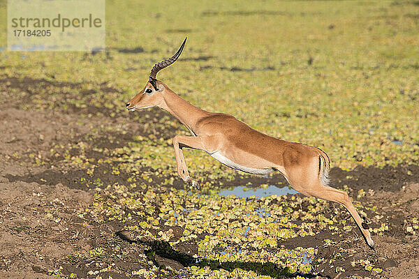 Männliches Impala (Aepyceros melampus)  über Wasser springend  South Luangwa National Park  Sambia  Afrika