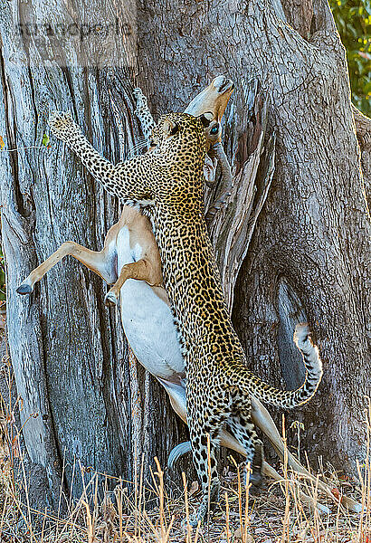 Leopard (Panthera pardus)  der Impala (Aepyceros melampus) auf einen Baum bringt  South Luangwa National Park  Sambia  Afrika