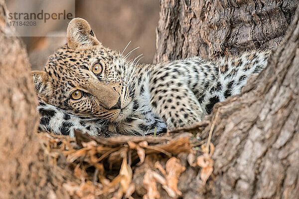 Junger Leopard ruhend in einem Baum  South Luangwa National Park  Sambia  Afrika