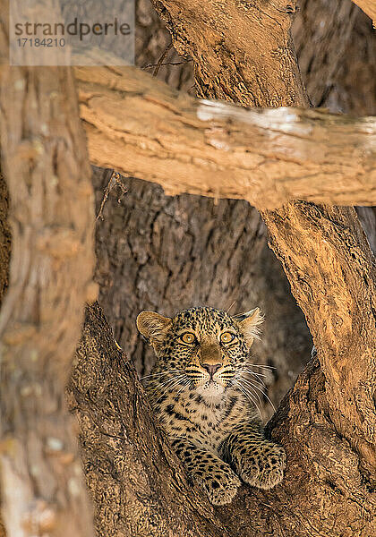 Junger Leopard (Panthera pardus)  eingerahmt von Ästen  South Luangwa National Park  Sambia  Afrika