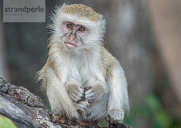 Portrait eines jungen Grünen Meerkatzen (Chlorocebus pygerythrus)  auf einem Ast  South Luangwa National Park  Sambia  Afrika