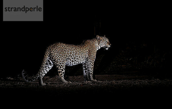 Leopard bei Nacht (Panthera pardus)  South Luangwa National Park  Sambia  Afrika