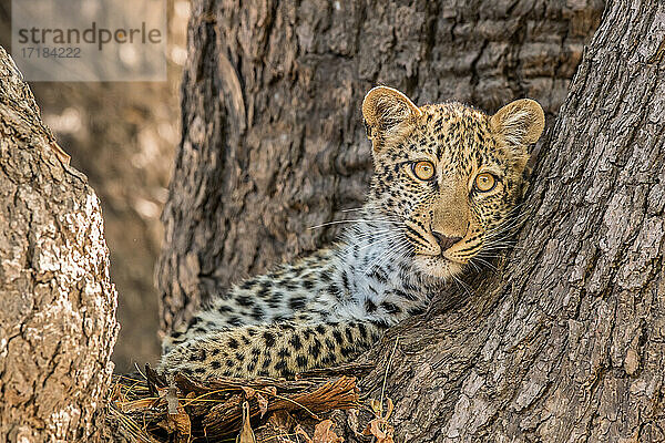 Junger Leopard (Panthera pardus)  der aus einem Baum herausschaut  South Luangwa National Park  Sambia  Afrika