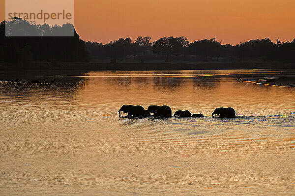 Silhouette von Elefanten (Loxodonta) beim Überqueren des Flusses im Morgenlicht  South Luangwa National Park  Sambia  Afrika