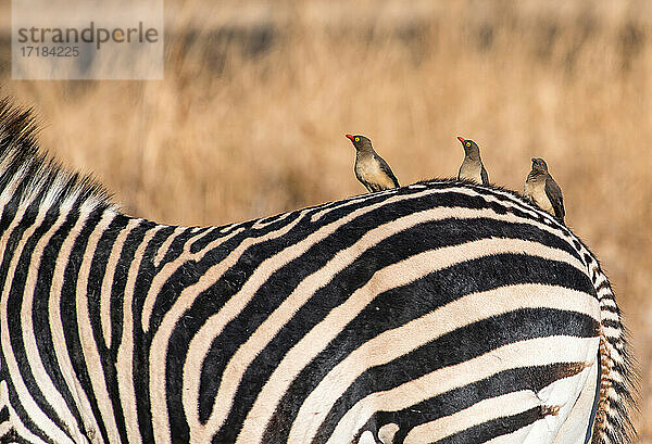 Madenhacker (Buphagus) auf einem Zebra (Equus quagga)  South Luangwa National Park  Sambia  Afrika